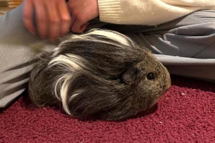 PAULCHEN - Sheltie-Meerschweinchen - 1 Jahr - Tierhilfe-Franken e. V.