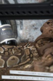 Königspython mit neuwertigem Terrarium Unterschrank und vollständigen Zubehör