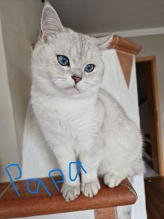 Süße BKH kitten ns 1133 mit Blauen augen