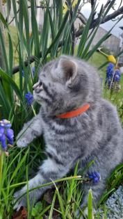 Bkh Kitten 2- weibchen und 1- männchen