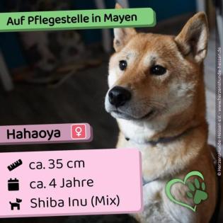 Hahaoya w ca. 4 Jahre 40cm auf Pflegestelle in Mayen