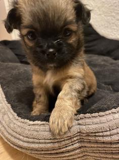 Chihuahua in Langhaar
