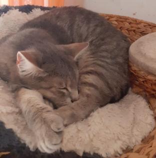 Blue sucht dringend ein Zuhause aus dem Tierschutz / gechipt geimpft kastriert