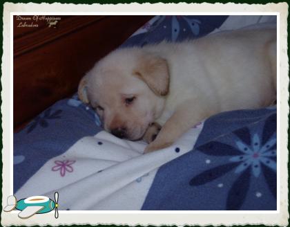 Suche Platz auf Lebenszeit für einen süßen Rüden Labradorwelpen vom 01. 01. 2022