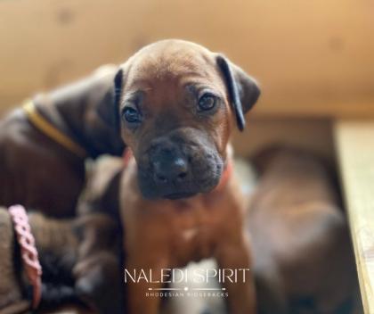 Wunderschöne red wheaten und dark red wheaten Rhodesian Ridgeback Welpen