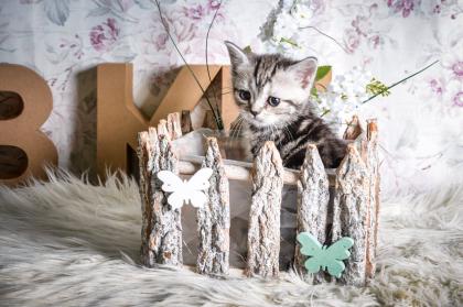 BKH-Kitten im Whiskas-Look Black-Silver-Classic-Tabby/-Spotted abzugeben