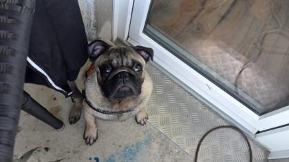 Mops Rüde abzugeben