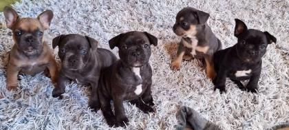Reinrassige Französische Bulldogge Welpen