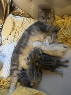 BKH kitten reinrassig geimpft gechipt
