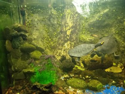 Emydura subglobosa Rotbauch-Spitzkopfschildkröten Wasserschildkröten