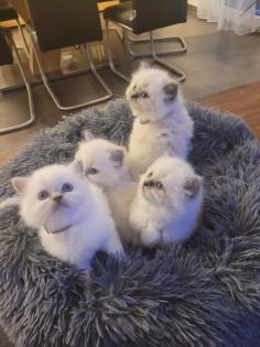 Reinrassige BLH Kitten in Blue Point suchen liebevolle Familie