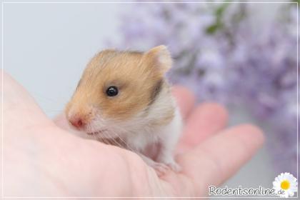 Zauberhafte zahme Goldhamster und Teddyhamster