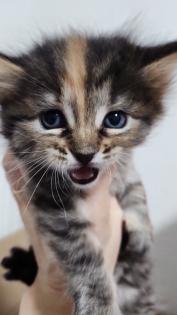 Süsse Main Coon Kitten