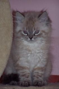 Perser Colorpoint Katerchen