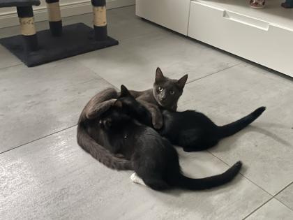 Kitten Kätzchen Junge Waldkatze