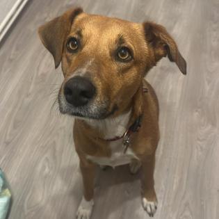 Cookie - hat leider wieder sein Zuhause verloren