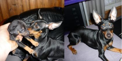 Russkiy / Russischer Toy Terrier Prager Rattler Zwergpinscher