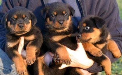 Süße reinrassige Rottweiler Welpen mit Stammbaum Rostock