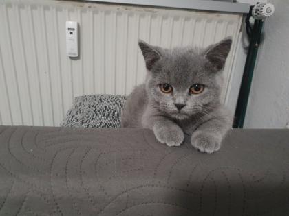 Ich biete zwei süßen Katzen