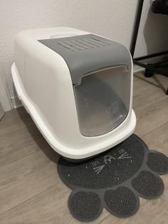 BKH Kitten weiblich grau-getigert mit Zubehör