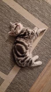 Bkh Kitten whiskas/ tabby