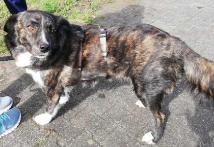 Sinefa sucht ein passendes zuhause