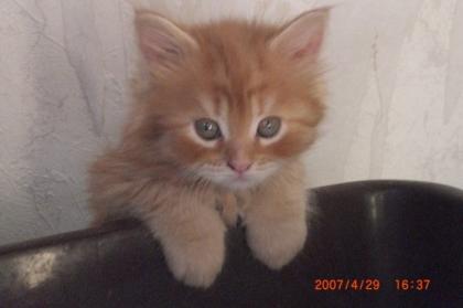 Supersüsses reinrassiges Rotes Maine Coon-Katerchen abzug.