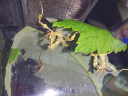 Australische Gespenstschrecken -Extatosoma tiaratum