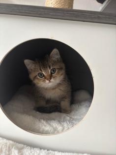 Liebevoller BKH-Kater 10 Wochen alt geimpft stubenrein