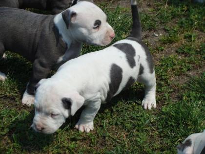 TOP Pitbull Welpen - Rüde Altenburg