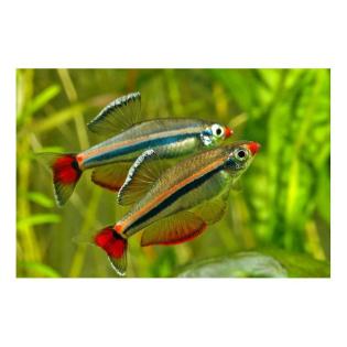 Vietnamesischer Zwergkardinal Tanichtys micagemmae