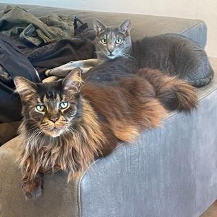 Loui und Groot - Maine Coon europ. Kurzhaar - 7 6 Jahre - Tierhilfe Franken