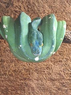 Morelia viridis 1 0 NZ 2012
