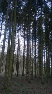Fichten zum selber fällen direkt ab wald