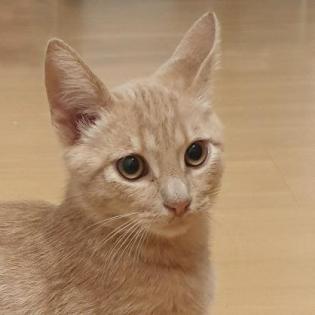 PEPE - europäische Hauskatze - ca. 4 Monate - Tierhilfe-Franken e. V.