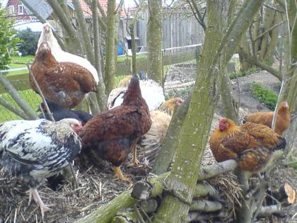 Junghennen mittelschwer aus Kreuzungszucht u. Junghähne