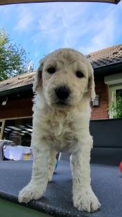 Goldendoodle F1B Welpen