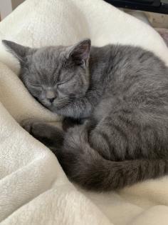 Zwei liebe BKH Kitten lilac blue weiblich