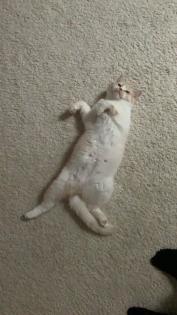 Perser Mix Katzen / Kater