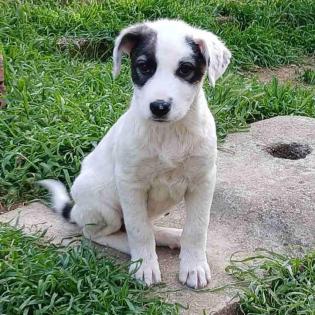 Snoopy - benötigt noch eine OP nach der Wachstumsphase