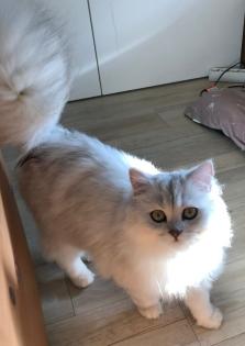 BLH Kitten ab dem 07. 07