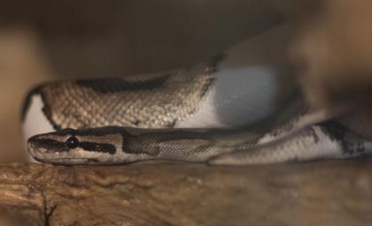3 x Königspython Python Regius zu verkaufen