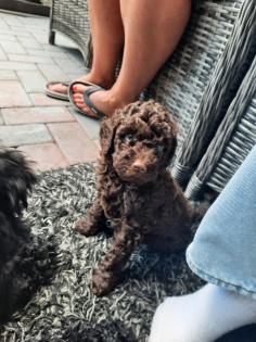 Goldendoodle Welpen
