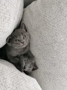 Russisch Blau Kitten sofort abgabebereit