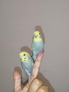 2 super zahm Wellensittiche Rainbow Wellis Vögel handzahm 3 Mona