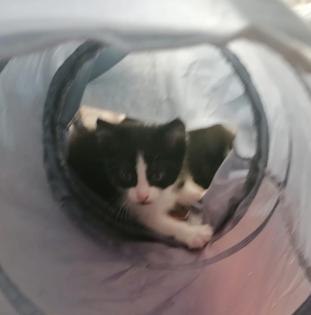Kitten Katzenbaby Katzenkinder Babykatze Katzenbabies Katzenjunge