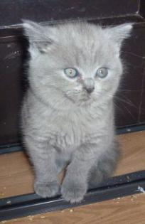 Reinrassige süße Britisch-Kurzhaar Kitten und junge Katzen warten auf Dich