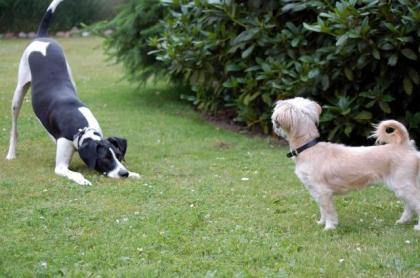 Pointer-Mix-Rüe kastriert