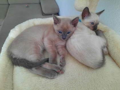 Tonkanesekitten Burma Siam