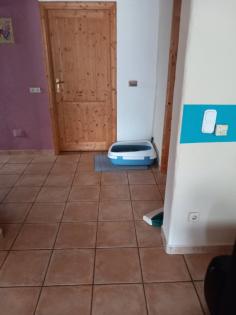 EKH Jungkatzen Ich suche ein liebevolles Zuhause für meine zwei super süßen verschmusten Katzen.